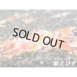 レッドサンダーゴールデンアイ　２０匹セット