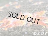 レッドサンダーゴールデンアイ　２０匹セット