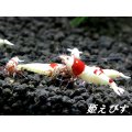 レッドビーシュリンプ【緋桜：Akezakura】　３ペア＝６匹