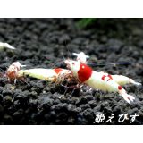 レッドビーシュリンプ【緋桜：Akezakura】　３ペア＝６匹