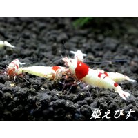 レッドビーシュリンプ【緋桜：Akezakura】　５ペア＝１０匹
