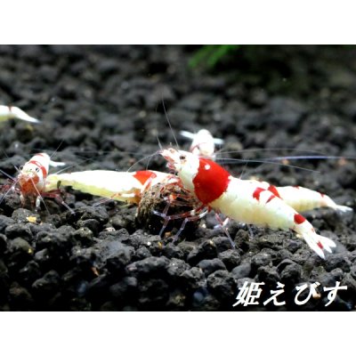 画像1: レッドビーシュリンプ【緋桜：Akezakura】　３ペア＝６匹