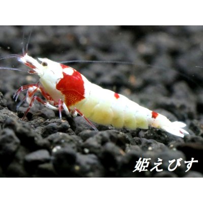 画像2: レッドビーシュリンプ【緋桜：Akezakura】　５ペア＝１０匹