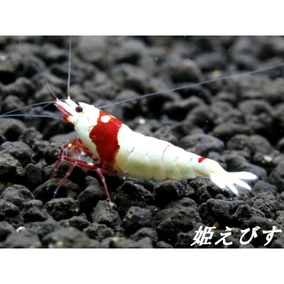 画像3: レッドビーシュリンプ【緋桜：Akezakura】　５ペア＝１０匹