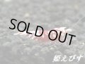 SARASA　Tiger（サラサタイガー）ペア＝２匹＜赤勝ち個体＞