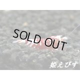 SARASA　Tiger（サラサタイガー）ペア＝２匹＜赤勝ち個体＞