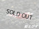 SARASA　Tiger（サラサタイガー）ペア＝２匹＜赤勝ち個体＞
