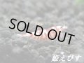 SARASA　Tiger（サラサタイガー）若３匹セット