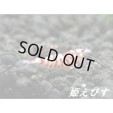 SARASA　Tiger（サラサタイガー）若３匹セット