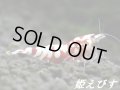 SARASA　Tiger（サラサタイガー）抱卵♀【その弐】