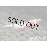 SARASA　Tiger（サラサタイガー）抱卵♀【その弐】