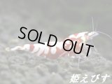 SARASA　Tiger（サラサタイガー）抱卵♀【その弐】
