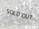 ブラックシャドー（５匹セット）