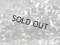 ブラックシャドー（５匹セット）