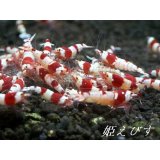 送料無料！！レッドビー（１０匹ブリードセット）