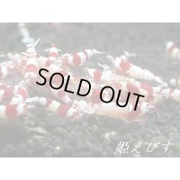 送料無料！！レッドビー（２０匹ブリードセット）