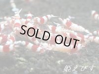 送料無料！！レッドビー（２０匹ブリードセット）