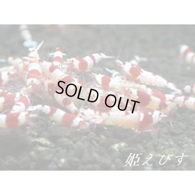 画像1: 送料無料！！レッドビー（３０匹ブリードセット）