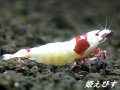 レッドビーシュリンプ【緋桜：Akezakura】　（モスラ）　♀１匹　＝殻厚＝