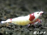 レッドビーシュリンプ【緋桜：Akezakura】　（モスラ）　♀１匹　＝殻厚＝