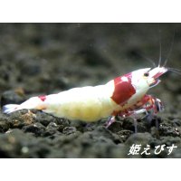 レッドビーシュリンプ【緋桜：Akezakura】　（モスラ）　♀１匹　＝殻厚＝