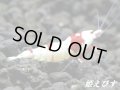 レッドビーシュリンプ【緋桜：Akezakura】　ペア＝２匹　＝殻厚＝