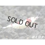 レッドビーシュリンプ【緋桜：Akezakura】　ペア＝２匹　＝殻厚＝