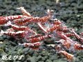 レッドカオス（Galaxy Fishborn）4匹