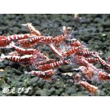 レッドカオス（Galaxy Fishborn）4匹