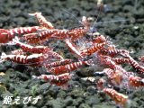 レッドカオス（Galaxy Fishborn）4匹
