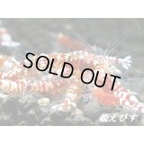 ＜送料無料！＞レッドファンシータイガー　５匹セット
