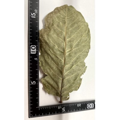 画像2: ＜BIOKIMIA＞グァバリーフ（Guava　leaves）（１袋：Ｍサイズ５枚入り）