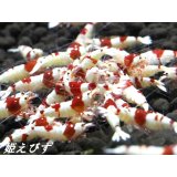 送料無料！！レッドビーシュリンプ　１０匹　（１ランク上の綺麗な個体！）　国産ブリードのみ（兵庫姫路産）の個体です！！