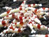 送料無料！！レッドビーシュリンプ　１０匹　（１ランク上の綺麗な個体！）　国産ブリードのみ（兵庫姫路産）の個体です！！