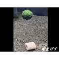 モスバルーン（巻きたて）　１個