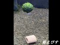 モスバルーン（巻きたて）　１個
