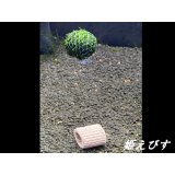 モスバルーン（巻きたて）　１個