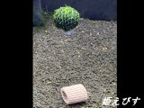 モスバルーン（巻きたて）　１個