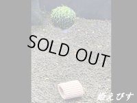 モスバルーン（巻きたて）　１個