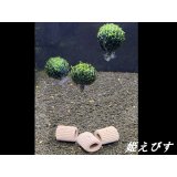モスバルーン（巻きたて）　３個
