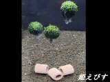 モスバルーン（巻きたて）　３個