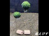 モスバルーン（巻きたて）　２個