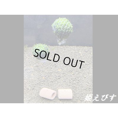 画像1: モスバルーン（巻きたて）　２個