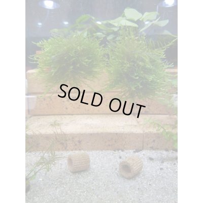 画像7: モスバルーン（巻きたて）　３個