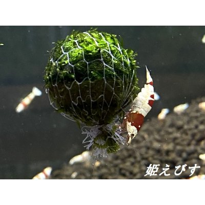 画像4: モスバルーン(巻きたて) 1個