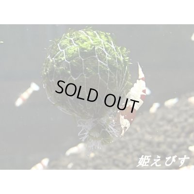 画像4: モスバルーン（巻きたて）　３個