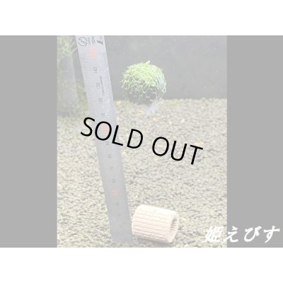 画像2: モスバルーン（巻きたて）　３個