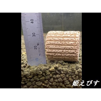 画像3: モスバルーン(巻きたて) 1個