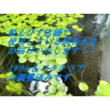 送料無料！！店舗使用の飼育水２０リットル（ミネラル＆バクテリアの調整済み）