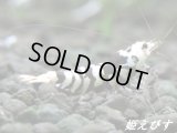 BLACK SARASA Tiger（ブラックサラサタイガー）ペア＝２匹